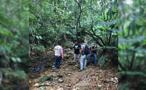 Avistan a felinos en El Merendón
