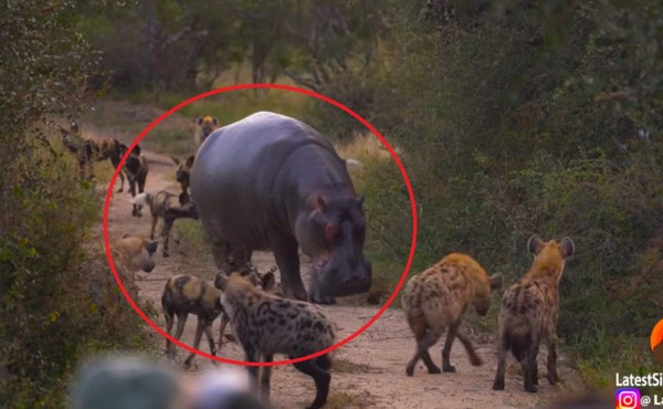 Video viral: hienas y perros salvajes intentan asesinar a enorme hipopótamo