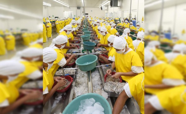 México afianza liderazgo como mayor importador del camarón hondureño