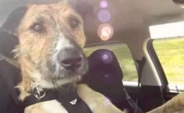 Tras persecución policial, arrestan en EEUU a hombre que dejó a su perro al volante