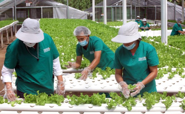 En Choloma está la primera empresa de vegetales hidropónicos