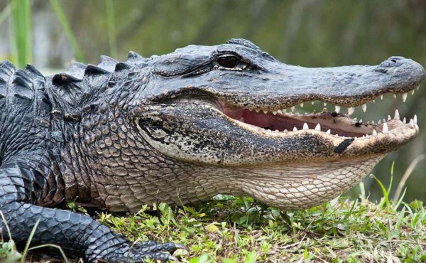 Cocodrilo se mete a comisaria y saca corriendo a policías