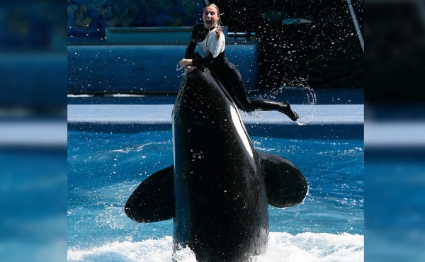 Orca de SeaWorld que mató a su entrenadora está enferma