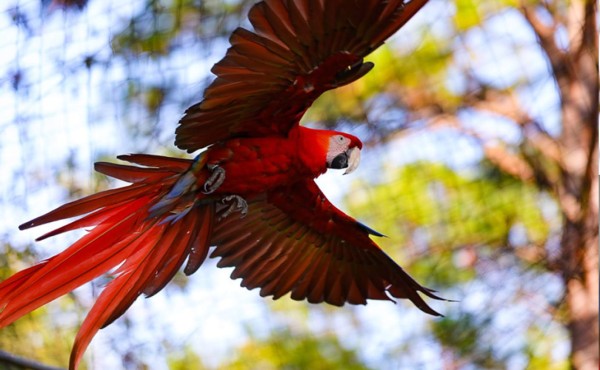 Liberan cinco guacamayas rojas en las montañas de Gracias, Lempira