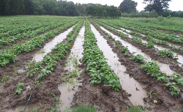 No habrá escasez de frijoles, arroz y maíz pese a inundaciones, asegura la SAG