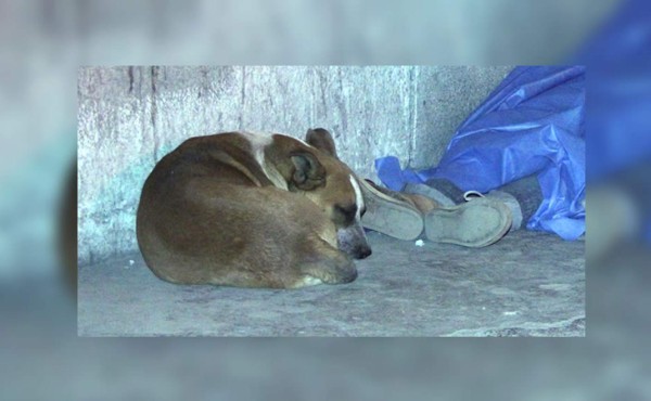 Perro no se separa de amo ni en el momento de su muerte