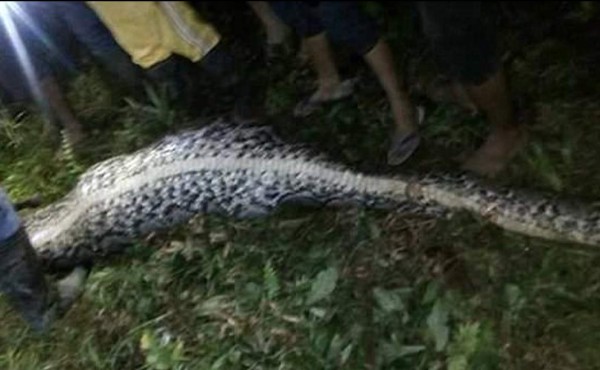 Realizan escalofriante hallazgo dentro de una pitón en Indonesia