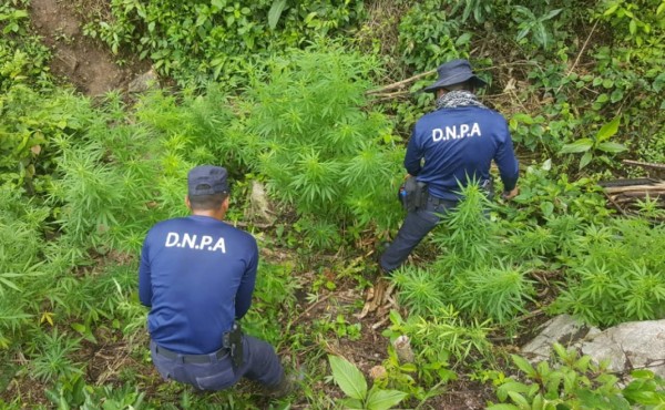 Decomisan en Tocoa unas 8 mil plantas de marihuana