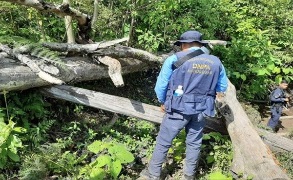 Hallan seis manzanas de cultivo de supuestos arbustos de coca