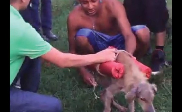 Hondureños expresan repudio ante maltrato animal