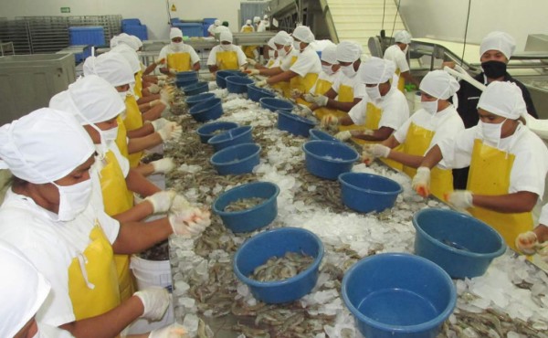 Productores prevén caída en las exportaciones de camarón y melón