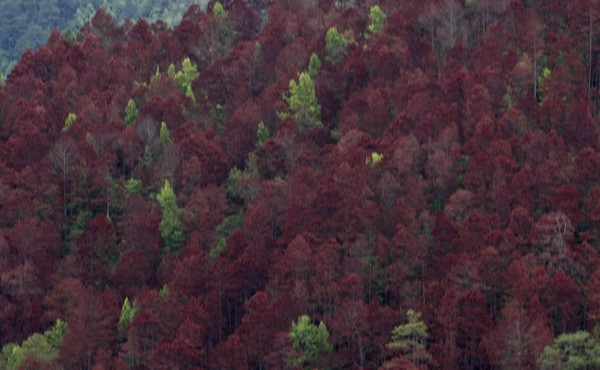 Lluvias frenan ataque del gorgojo