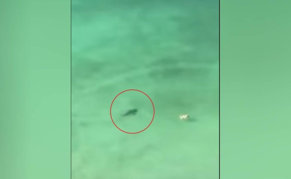 Un tiburón acecha a una nadadora en Florida