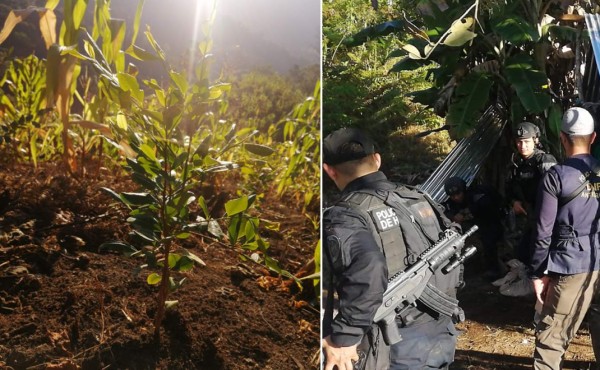 Localizan cultivo de hoja de coca en una montaña de Olanchito
