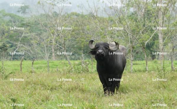 El “imperio” de “Chande”: ¿cómo era ingresar a El Paraíso, Copán?