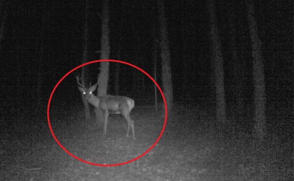 Video viral: Ciervo logra escapar de las garras de bestial puma