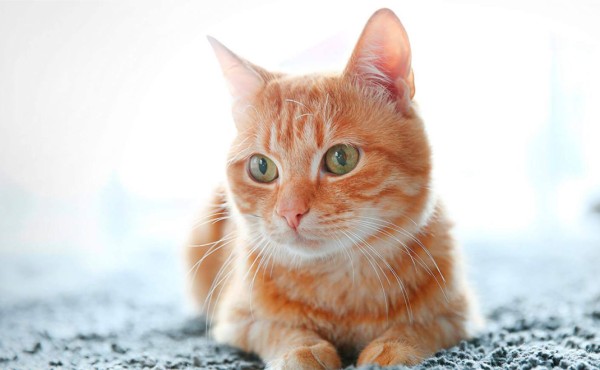 Un gato contagiado del coronavirus en Bélgica, un caso 'aislado' según expertos