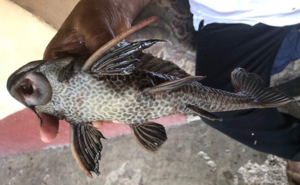 Universidad de Colorado estudiará calidad del agua del Lago de Yojoa