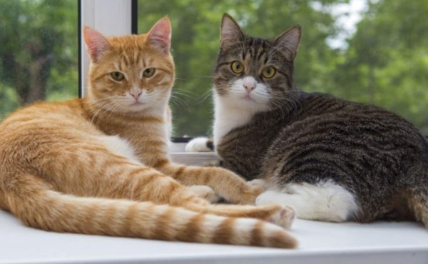 Los gatos son una especie más susceptible al coronavirus, afirma la OMS