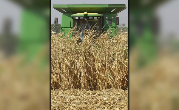 Fijan medidas para importar granos