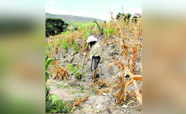 Siembras afectadas por falta de lluvias en el corredor seco