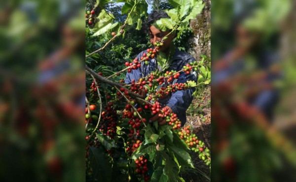 Dos empresas de Italia confirman compra de café