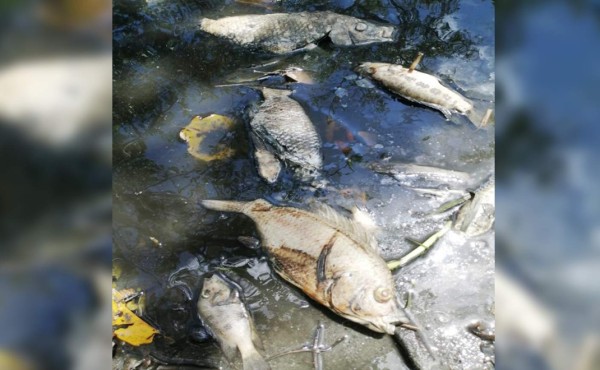 Piden investigar muerte de peces en La Masica, Atlántida