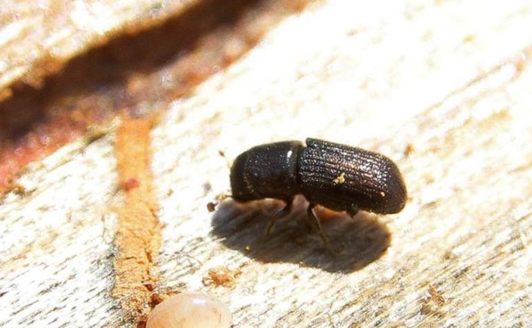El insecto de tres milímetros que amenaza de nuevo los bosques de Honduras