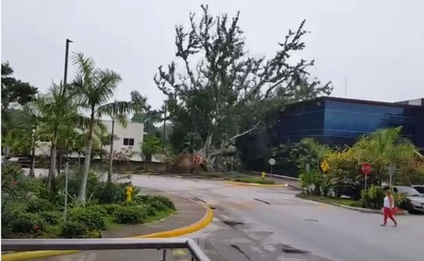 Video del momento cuando caía el árbol en la ciudad de San Pedro Sula.