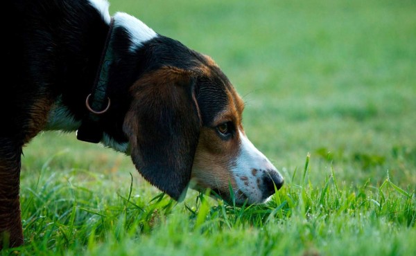 ¿Pueden los perros detectar el covid-19? Investigadores británicos lo están intentando
