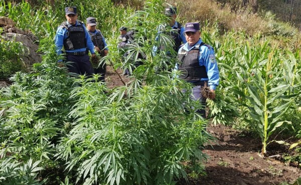 Detienen a dos personas en posesión de supuesta marihuana   