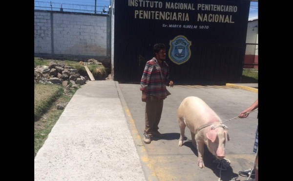 Cerdito retenido en cárcel de Támara es dejado en libertad