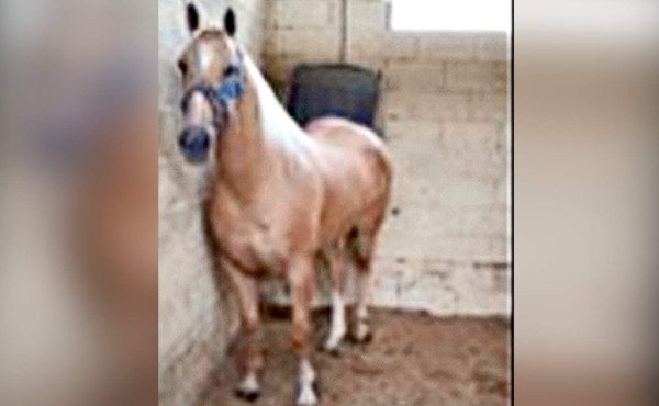 Nuevo golpe al cartel de los Zetas con millonario decomiso