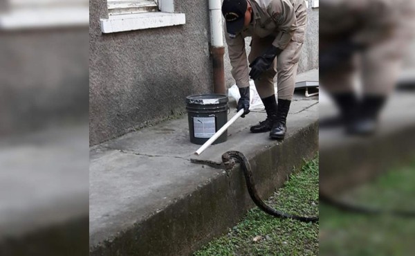 Atrapan a una boa en un hospital de La Ceiba