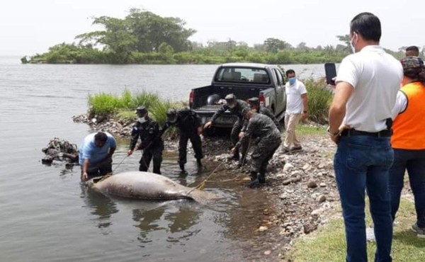 Hallan muerto en La Ceiba a manatí herido por hélice de motor de lancha