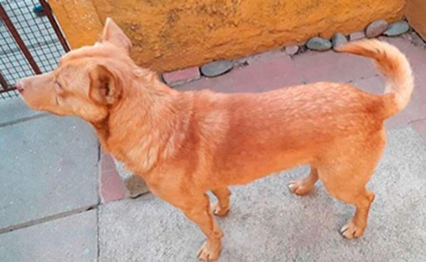 Perro delata a su amo que robó una casa y huyó