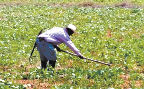 Cosecha de granos será de 745,000 quintales