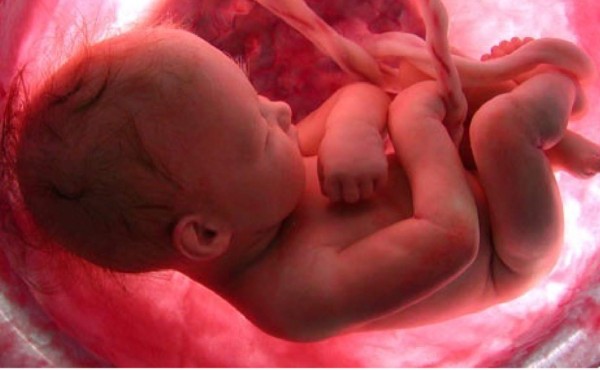 ¿Cómo se alimentan los bebés dentro del vientre de sus madres?