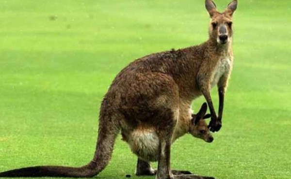 Canguro se le lanza a mujer y le rompe los implantes mamarios