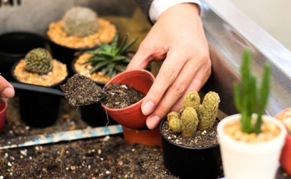 Cómo cuidar los cactus en el hogar