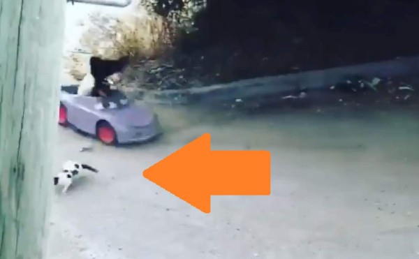 Video viral: niña atropella a gato y 'se da a la fuga'