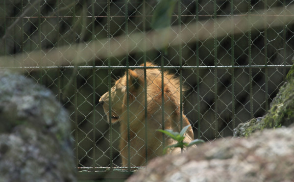Honduras: Incautan 500 millones de dólares a 'Los Cachiros”
