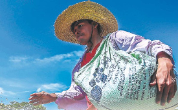 Arroceros urgen negociar el precio de compraventa con la industria