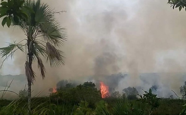 Con helicóptero de la FFAA combaten incendio en parque Jeannette Kawas  