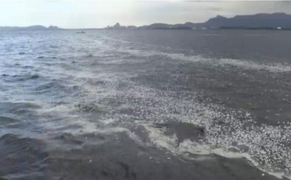 Miles de peces muertos en bahía de Río de Janeiro