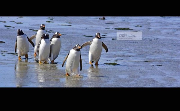 El hondureño Bobby Handal toma fotografía de los pingüinos.