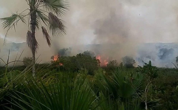Con helicóptero de la FFAA combaten incendio en parque Jeannette Kawas  