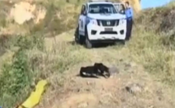 Perro cuidó a su amo hasta la muerte