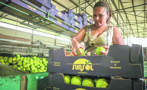 Cítricos de Yoro ganan batalla a plaga mortal