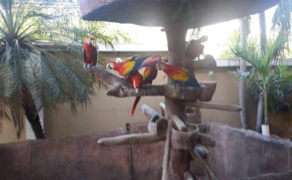 Guaras decomisadas en una lujosa vivienda en la 21 avenida y 14 calle de la colonia Las Mesetas de San Pedro Sula, en el marco de la 'Operación Trueno'.